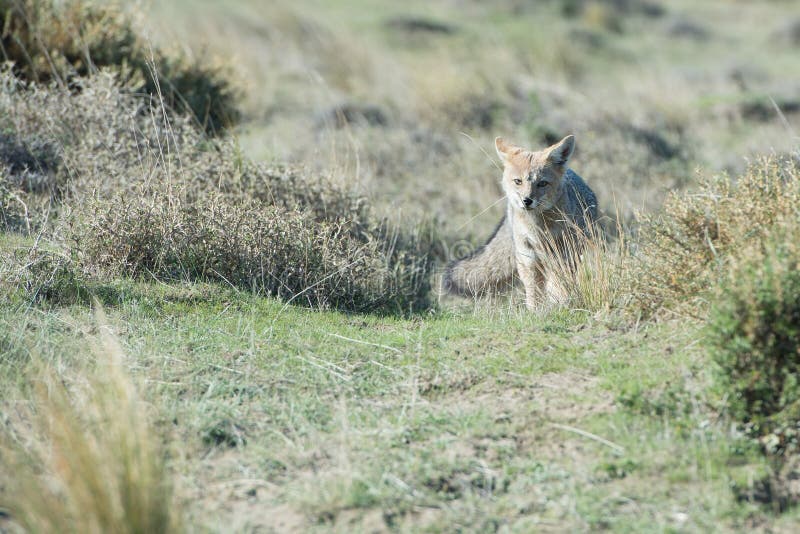Grey Fox Hunting a Mouse on Beach in Patagonia Stock Image Image of hunting, america 72091935