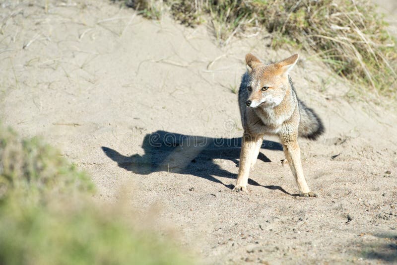 Grey Fox Hunting a Mouse on Beach in Patagonia Stock Image Image of hunting, america 72091935