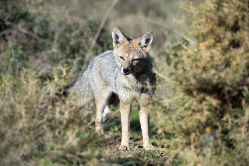 Grey Fox Hunting a Mouse on Beach in Patagonia Stock Image Image of hunting, america 72091935