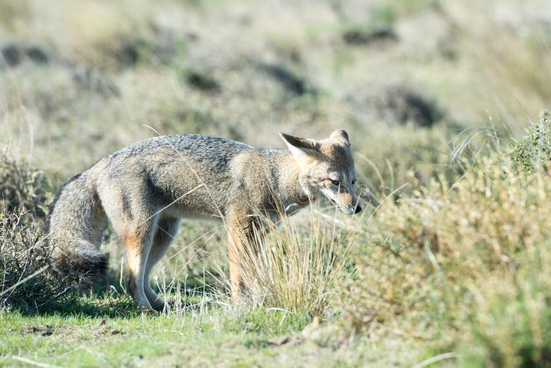 Grey Fox Hunting a Mouse on Beach in Patagonia Stock Image Image of hunting, america 72091935