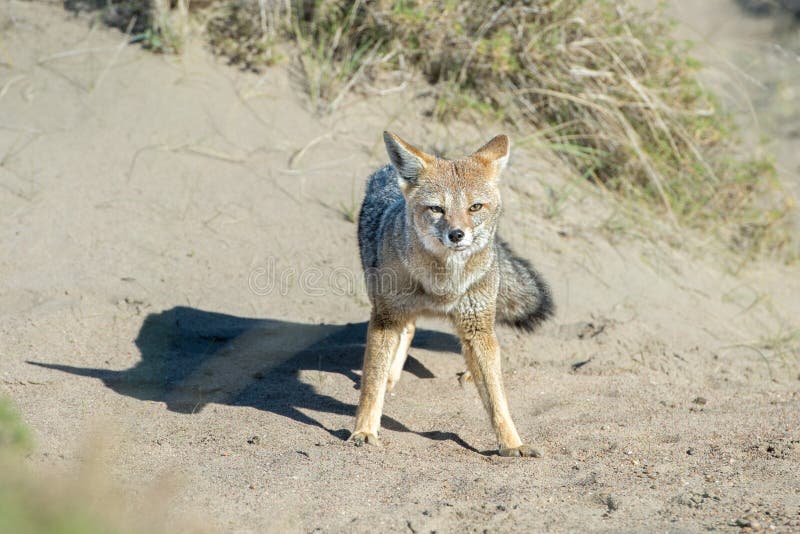 Grey Fox Hunting a Mouse on Beach in Patagonia Stock Image Image of hunting, america 72091935