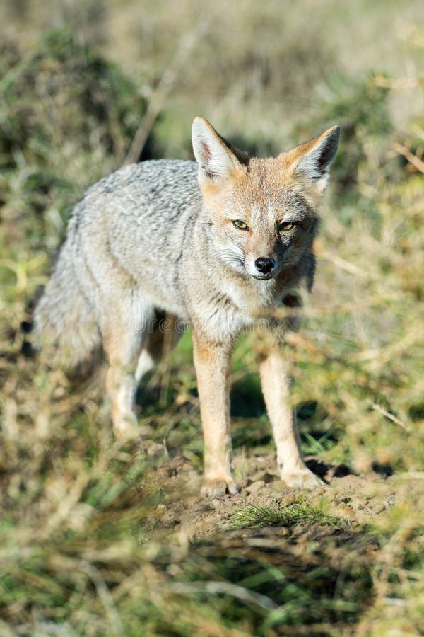 Grey Fox Hunting on the Grass Stock Image Image of landscape, america 59837971