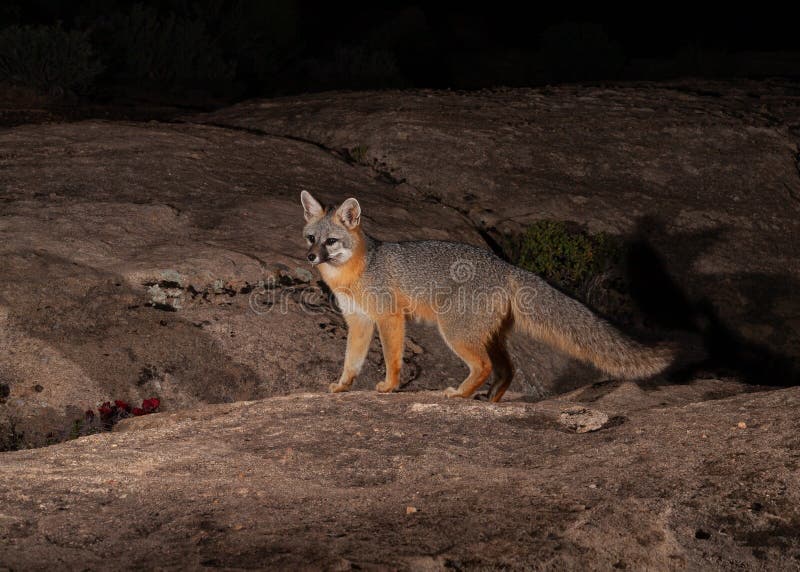 5,585 Grey Fox Stock Photos Free & RoyaltyFree Stock Photos from Dreamstime