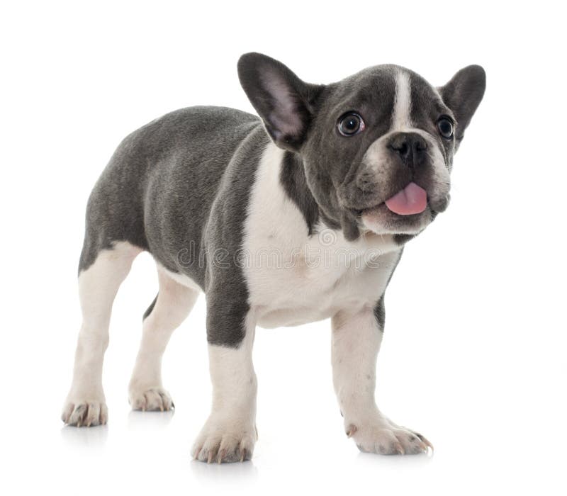 Grey french bulldog stock image. Image of background 139613659