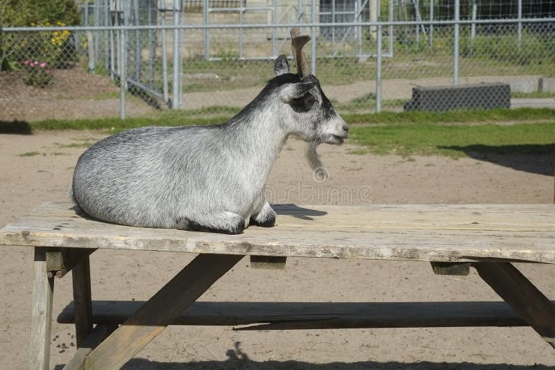 Grey goat in a major city urban park