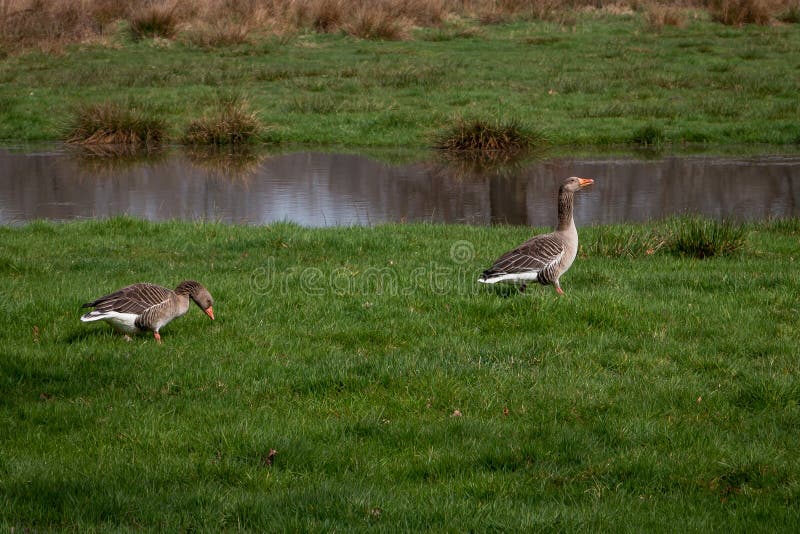 Grey goose in the grass nearby a pond stock photo Grey goose in the grass nearby a pond stock photo