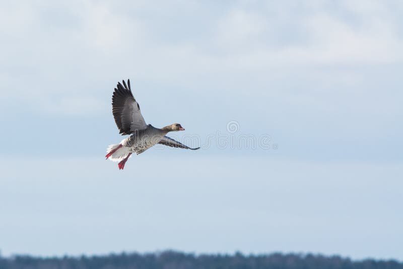 Grey Goose landing