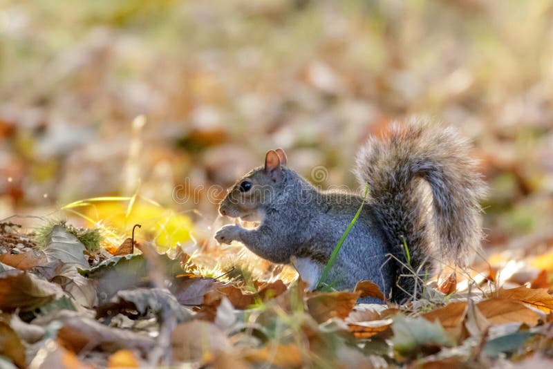 Grey or Gray Squirrel Sciurus carolinensis foraging royalty free stock images Grey or Gray Squirrel Sciurus carolinensis foraging royalty free stock images