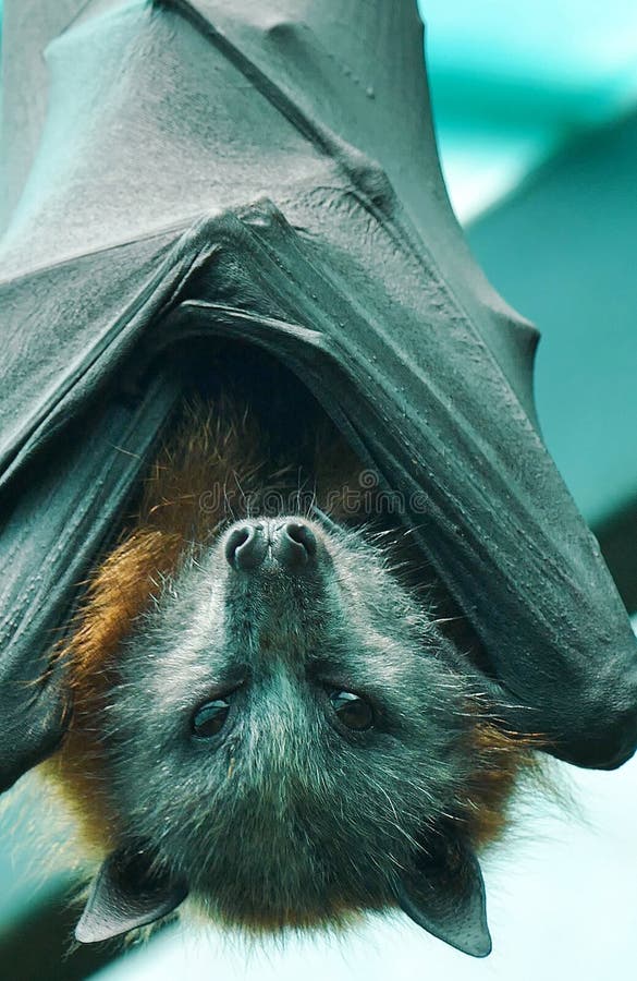 Fruit bat wings stock photo. Image of translucent, branch 442926