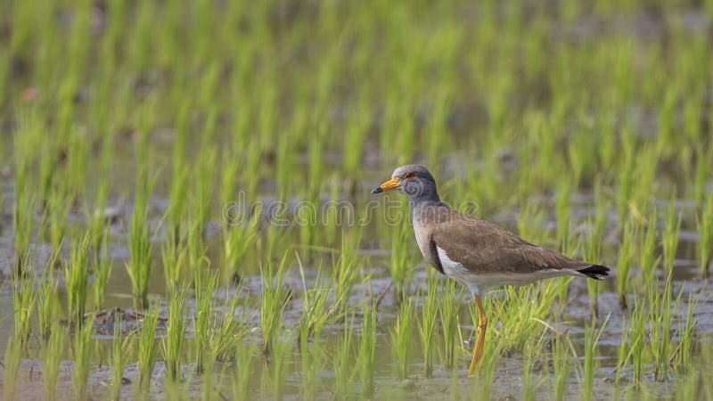 Grey-headed lapwing Wading on Pasture