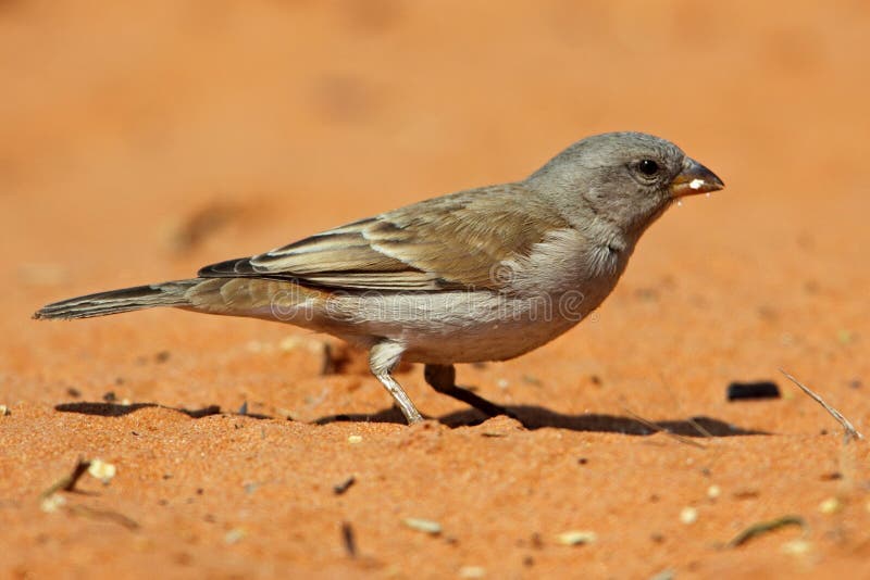 Grey-headed sparrow, Kalahari desert