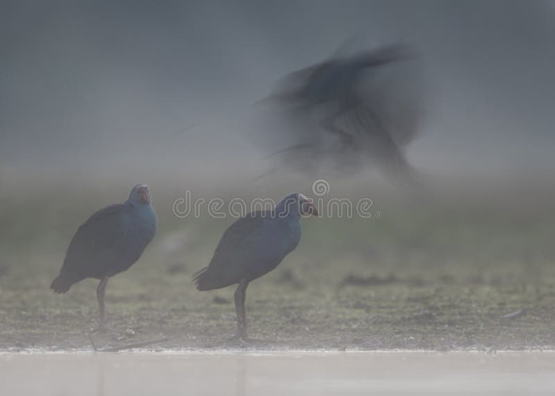 Grey headed swamphen in Misty morning royalty free stock photography Grey headed swamphen in Misty morning royalty free stock photography