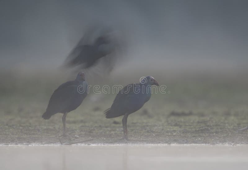 Grey headed swamphen in Misty morning royalty free stock photos Grey headed swamphen in Misty morning royalty free stock photos