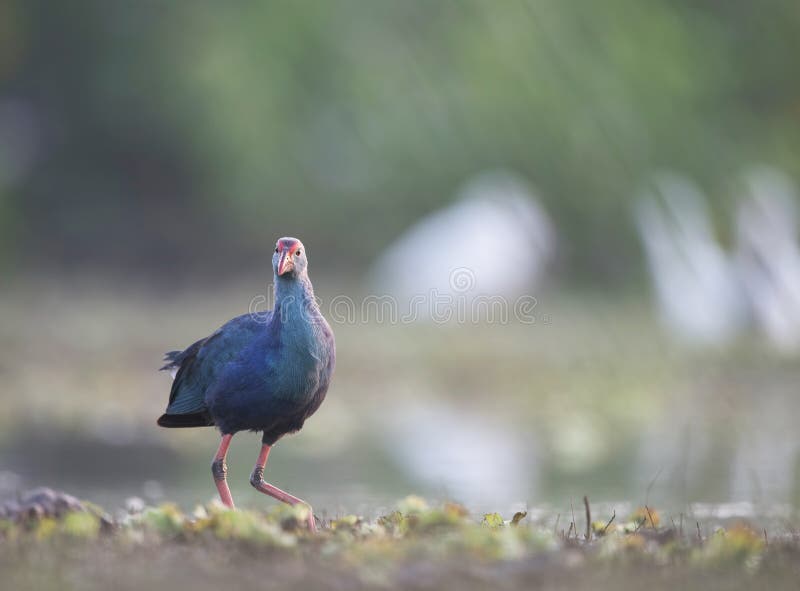 The Grey-headed swamphen Porphyrio poliocephalus royalty free stock photo The Grey-headed swamphen Porphyrio poliocephalus royalty free stock photo