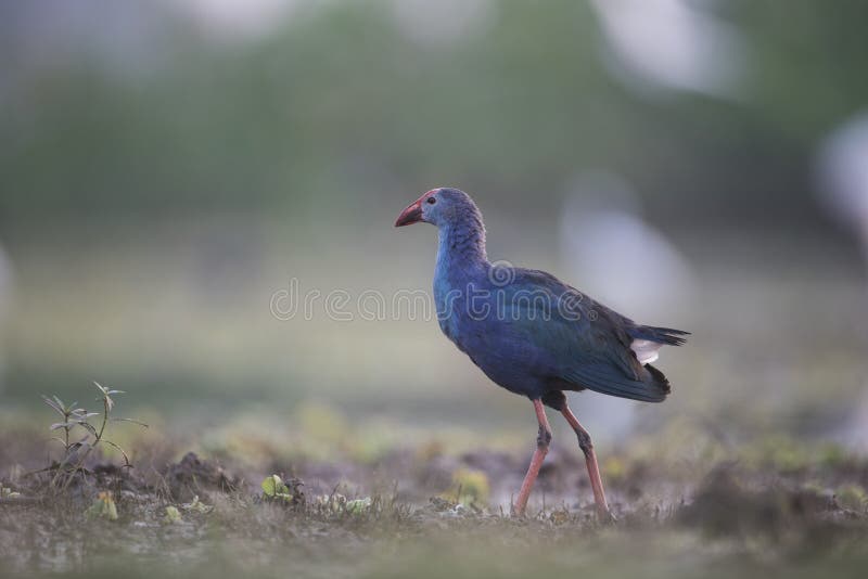 The Grey-headed swamphen Porphyrio poliocephalus royalty free stock photos The Grey-headed swamphen Porphyrio poliocephalus royalty free stock photos