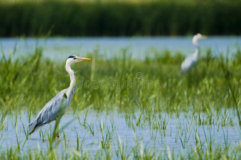 Grey Heron