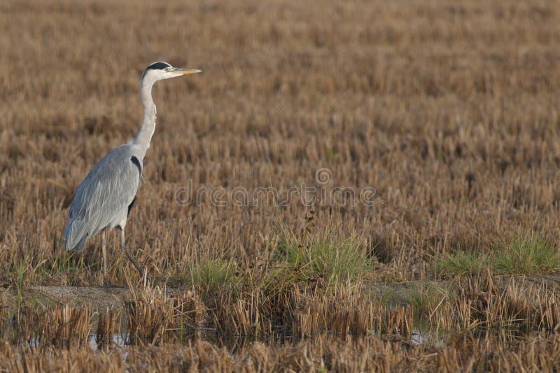 Grey Heron