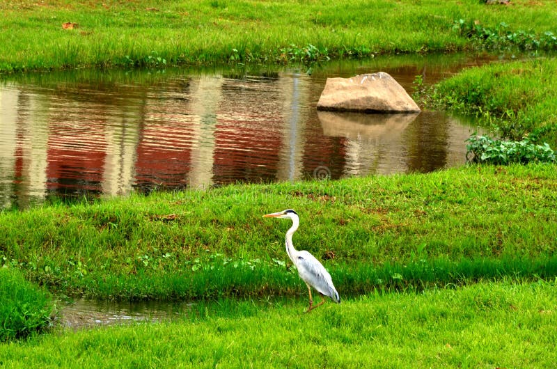 Grey Heron fotografering för bildbyråer