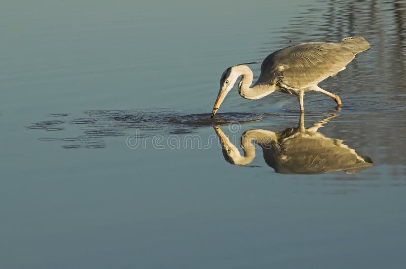 Grey heron