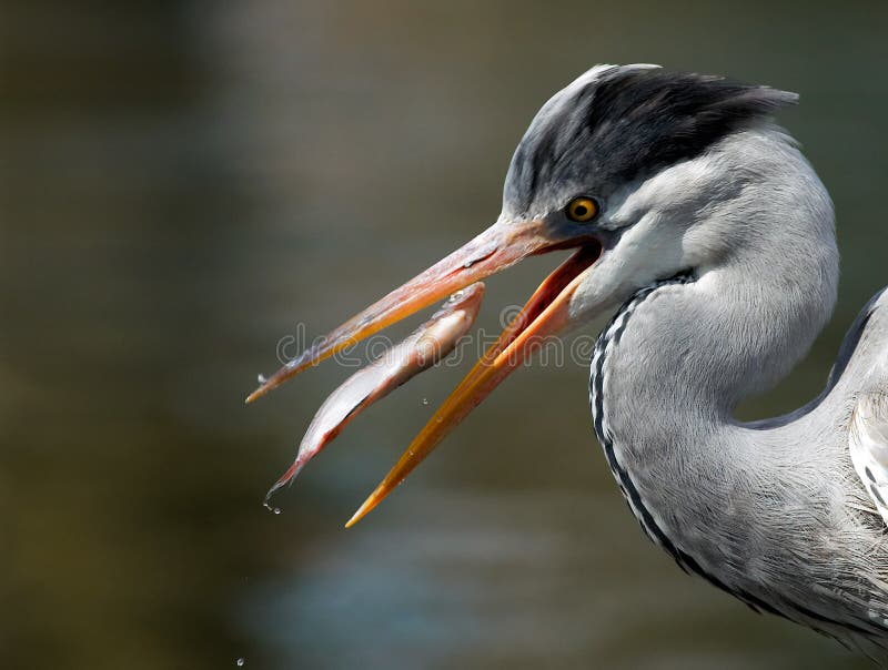 Grey Heron (Ardea cinerea)