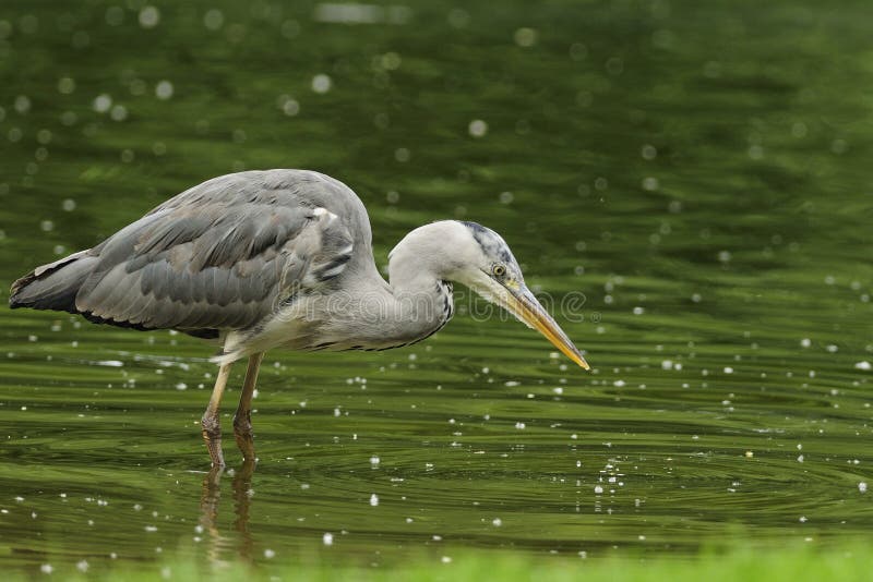 Grey Heron (Ardea cinerea)