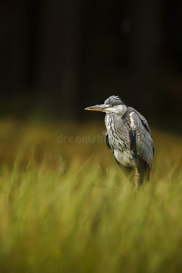 Grey heron Ardea cinerea guarding the prey royalty free stock photo