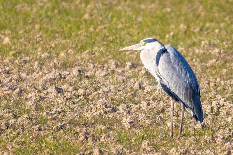 Grey Heron Ardea cinerea perched in Donana National Park, Andalusia, Spain