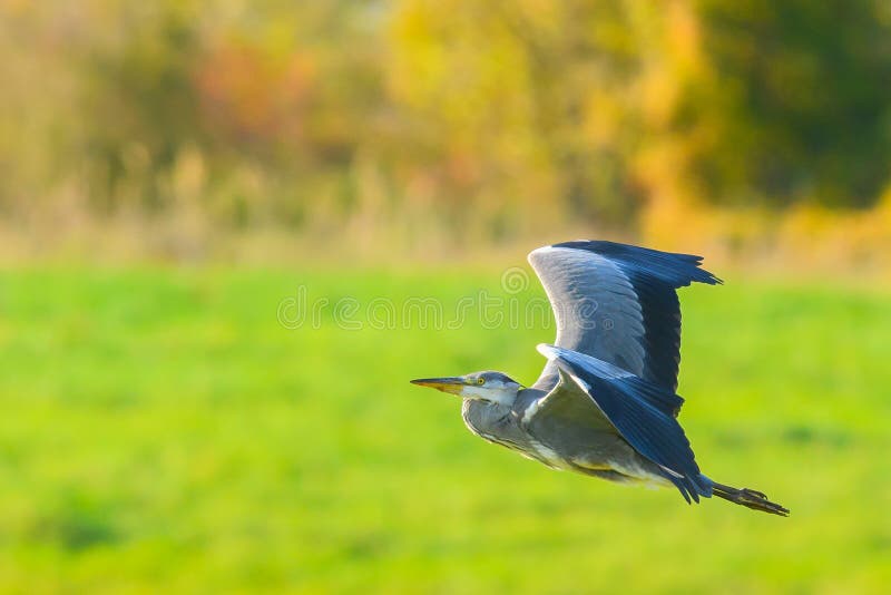 Grey heron Ardea cinerea under flygning med färglös, suddig bakgrund arkivbild Grey heron Ardea cinerea under flygning med färglös, suddig bakgrund arkivbild
