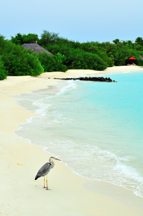 Grey Heron at the beach