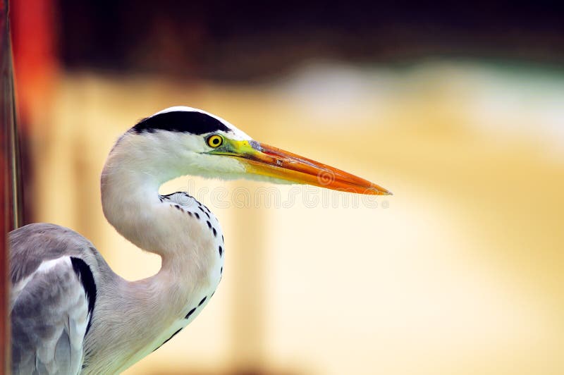 Grey Heron at the beach