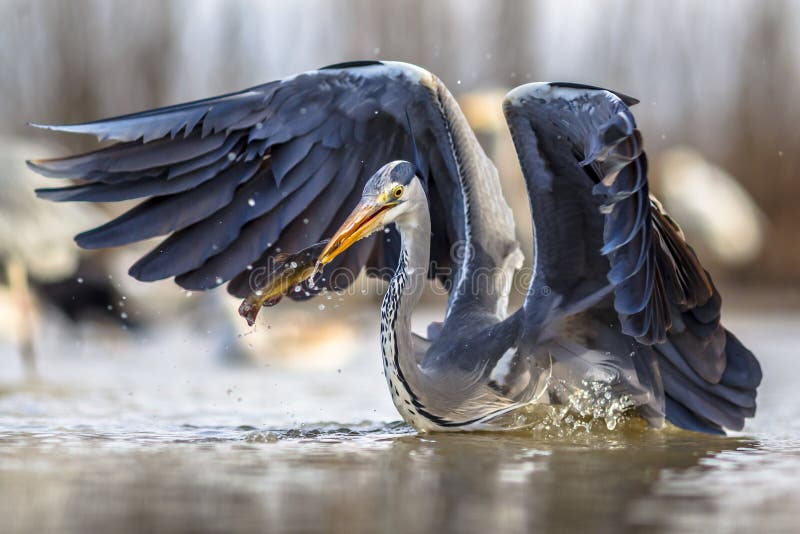 Grey heron Ardea cinerea catching black bullhead fish with spread wings at Lake Csaj, Kiskunsagi National Park, Pusztaszer, Hungary. February. It feeds mostly on aquatic creatures. Grey heron Ardea cinerea catching black bullhead fish with spread wings at Lake Csaj, Kiskunsagi National Park, Pusztaszer, Hungary. February. It feeds mostly on aquatic creatures