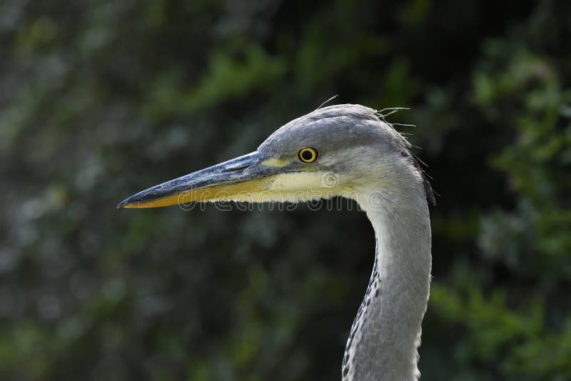 Grey Heron, Closeup royalty free stock photo Grey Heron, Closeup royalty free stock photo