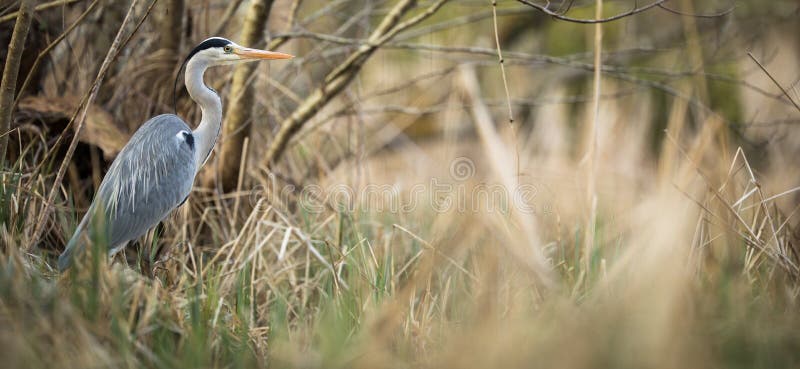Grey Heron - djurliv i dess naturliga livsmilj? arkivbilder