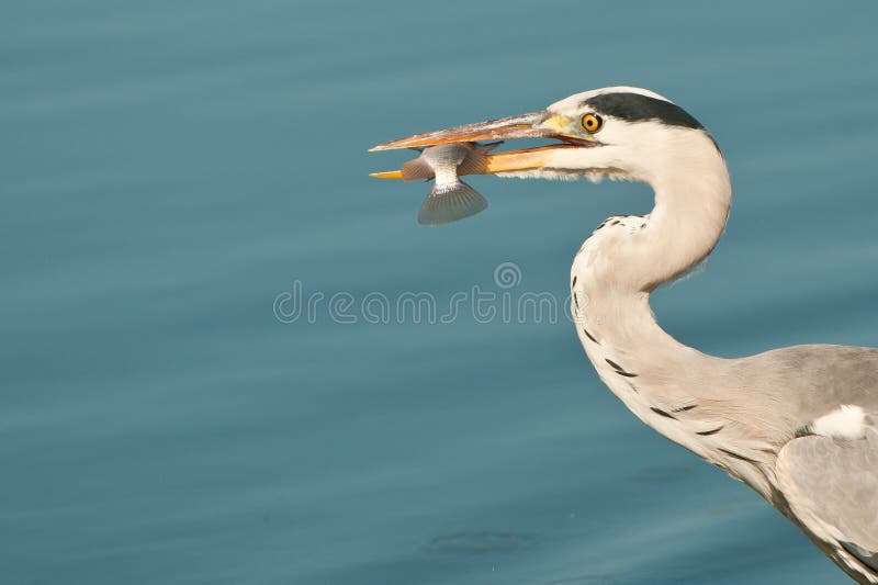 Grey heron eating a fish stock photo. Image of southern 21968720