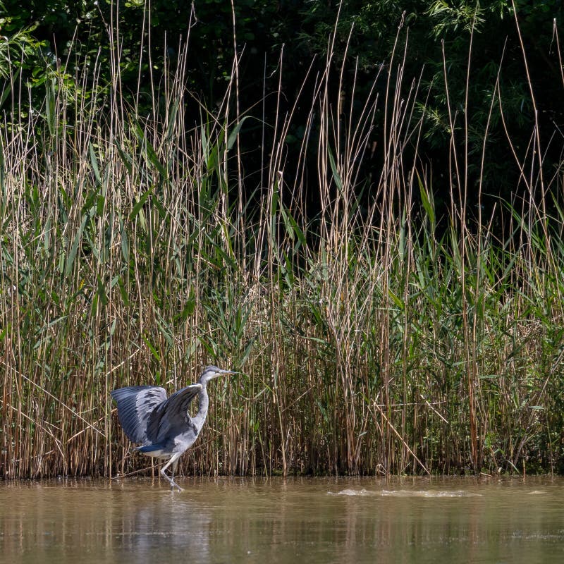 Grey Heron in habitat stock photo. Image of wilderness 120487772