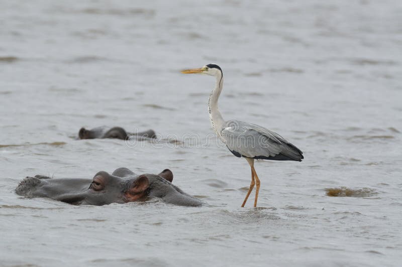 Grey Heron on a Hippo