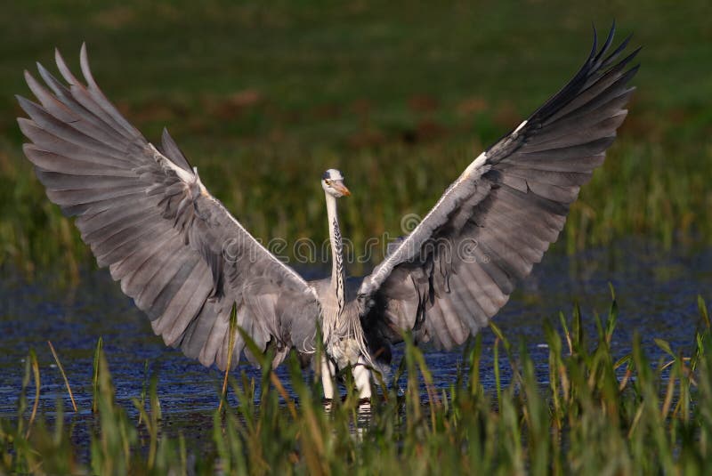 Grey Heron landing and show big wings