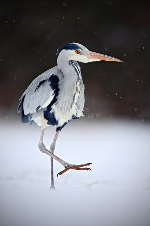 Grey Heron no vento branco durante o inverno frio, pássaro selvagem no habitat da natureza, Alemanha da neve fotos de stock