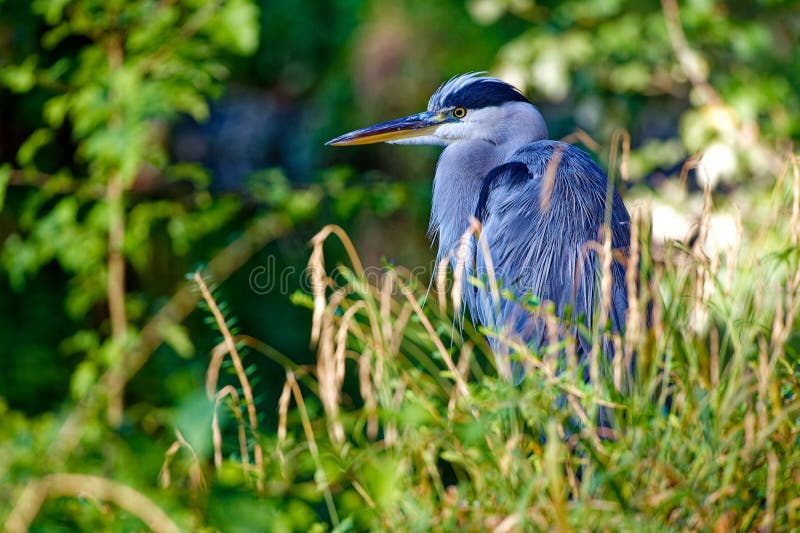 Grey heron perched atop a patch of lush green grass with a backdrop of tall trees. royalty free stock photo
