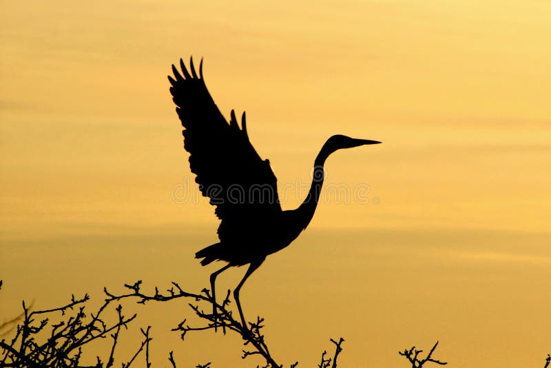 Grey Heron på gryning royaltyfri bild