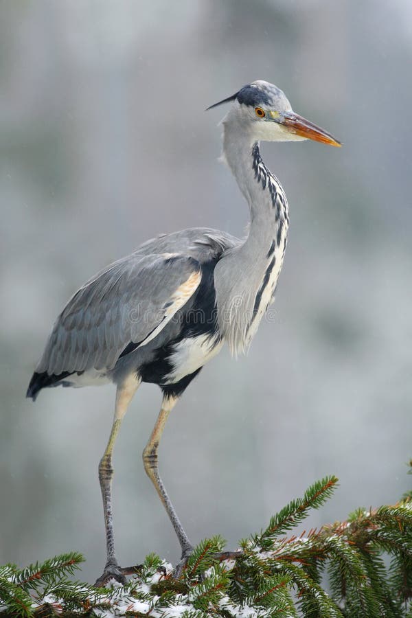 Grey heron sitting in the spruce tree branch with snow. Grey Heron in white snow wind during cold winter. wild bird in the nature