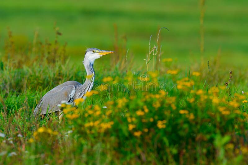 Grey heron standing in a meadow between yellow flowers