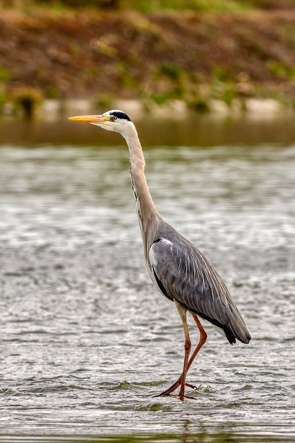Grey heron standing in the river, closeup.
