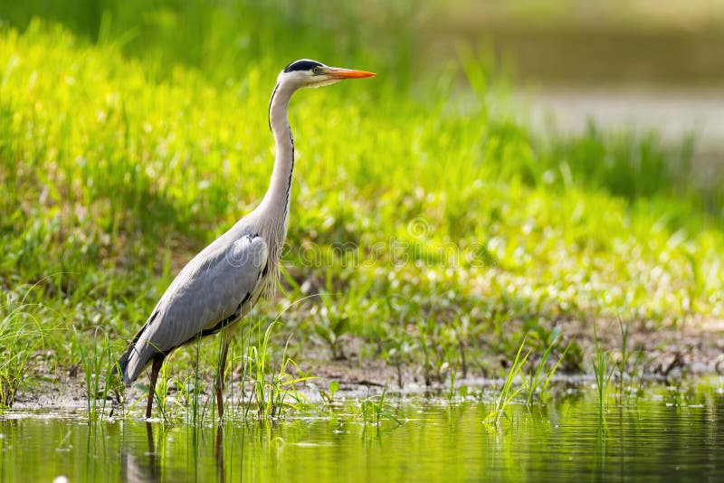 Grey heron standing on riverbank in summer sunlight