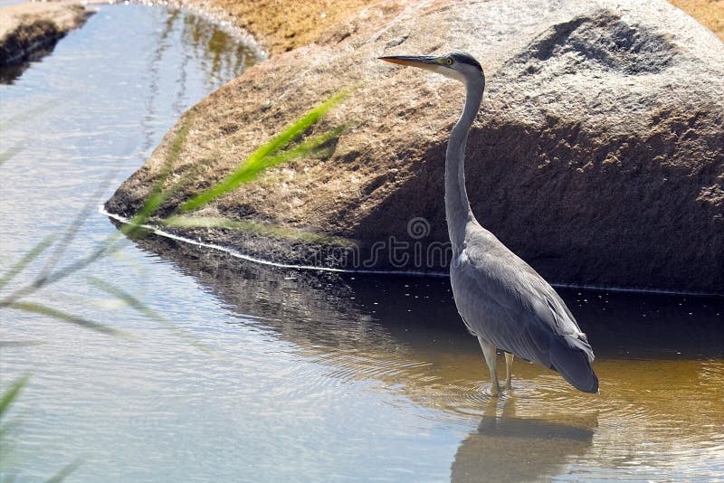 Grey herons or common herons (Ardea cinerea)