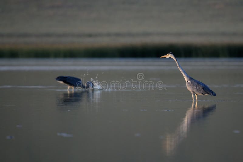Grey Herons fishing before sunset
