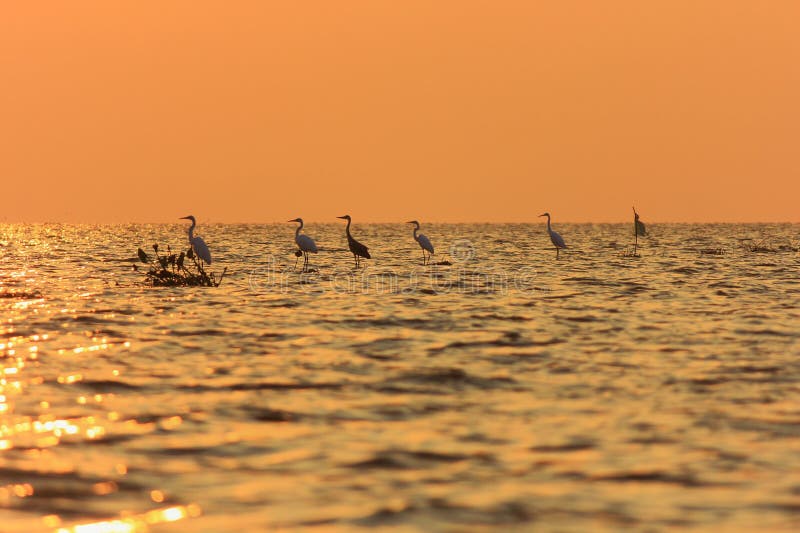 Grey Herons on Tonle Sap Lake Cambodia