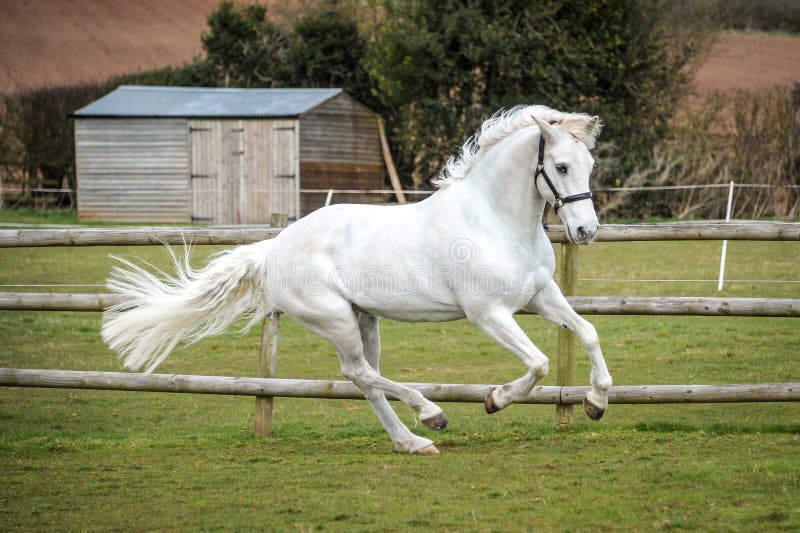 Grey Horse Cantering In Field Stock Photo Image 37345250