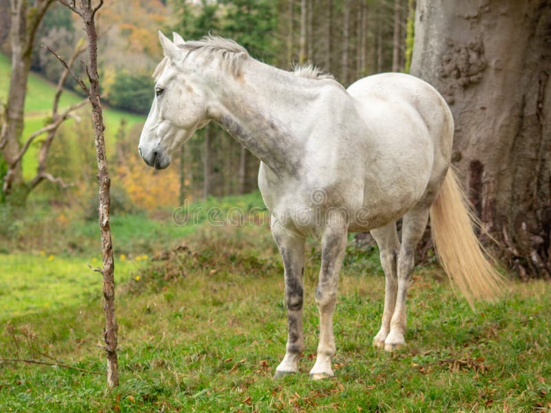 Grey Horse en un campo con los árboles fotografía de archivo libre de regalías Grey Horse en un campo con los árboles fotografía de archivo libre de regalías
