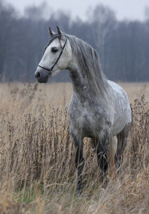 Grey horse on field stock photo. Image of gray, cold